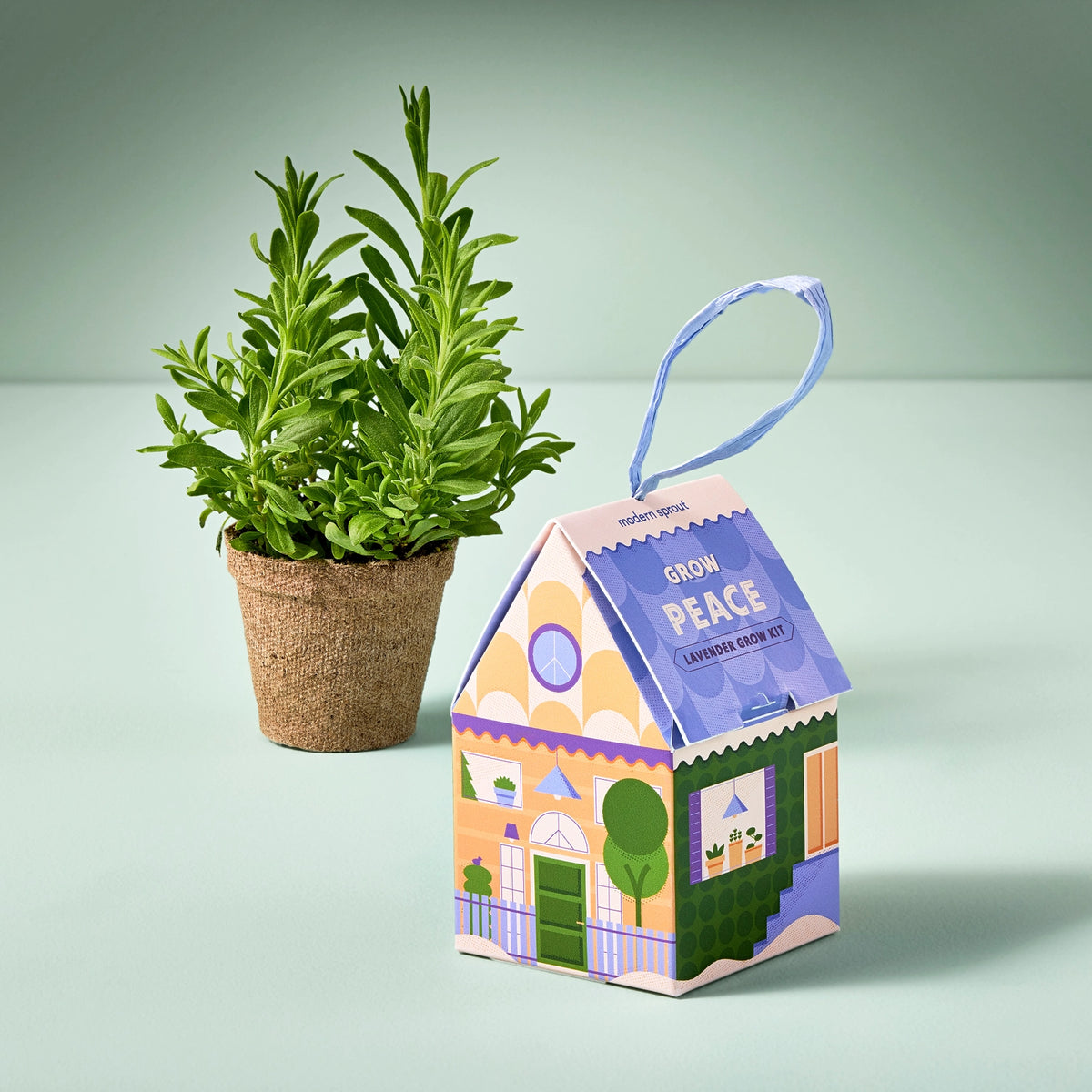 Lavender Grow Kit  by Modern Sprout